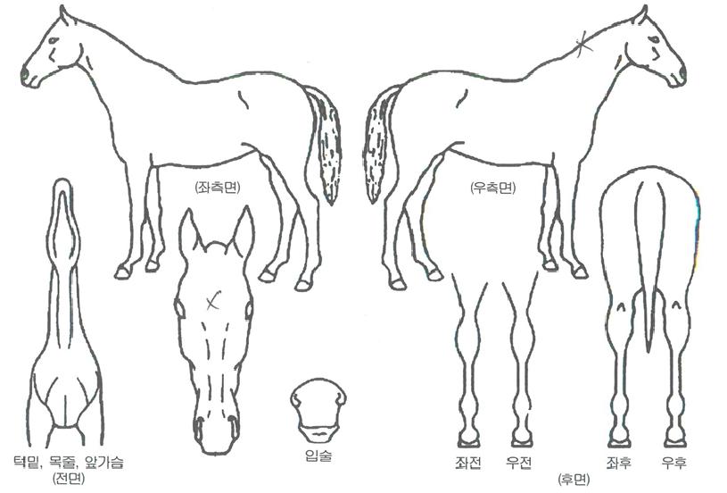 Á¡º¸ÄýÀÇ Ãø¸é,¿ì¸é,µÞ¸é,µÎ»ó,´Ù¸®ÀÇ Æ¯Â¡µµÇØ
