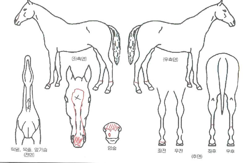 °¼ÓÀÇ Ãø¸é,¿ì¸é,µÞ¸é,µÎ»ó,´Ù¸®ÀÇ Æ¯Â¡µµÇØ