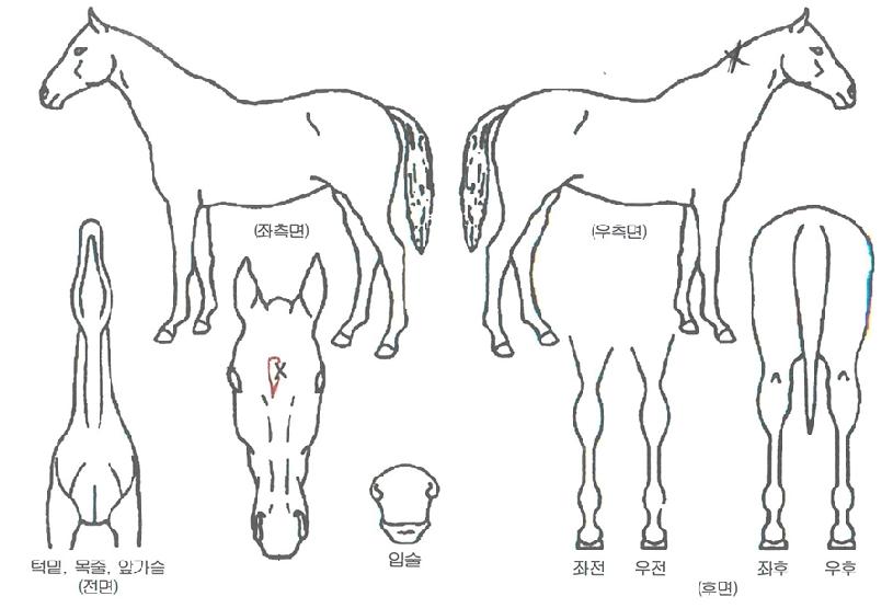 Äý¿Àºê¿¢ÅæÀÇ Ãø¸é,¿ì¸é,µÞ¸é,µÎ»ó,´Ù¸®ÀÇ Æ¯Â¡µµÇØ