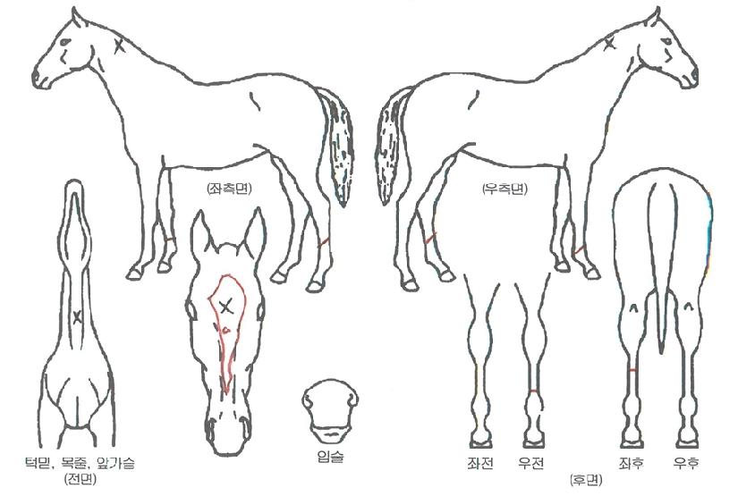 ¿µÃµ½Ã´ëÀÇ Ãø¸é,¿ì¸é,µÞ¸é,µÎ»ó,´Ù¸®ÀÇ Æ¯Â¡µµÇØ