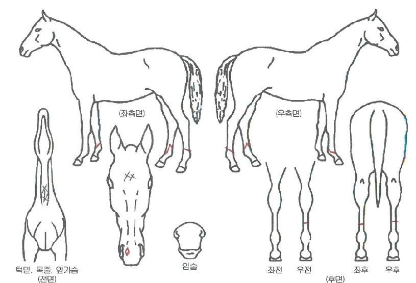 ŸÀÓ¸®½ºÀÇ Ãø¸é,¿ì¸é,µÞ¸é,µÎ»ó,´Ù¸®ÀÇ Æ¯Â¡µµÇØ