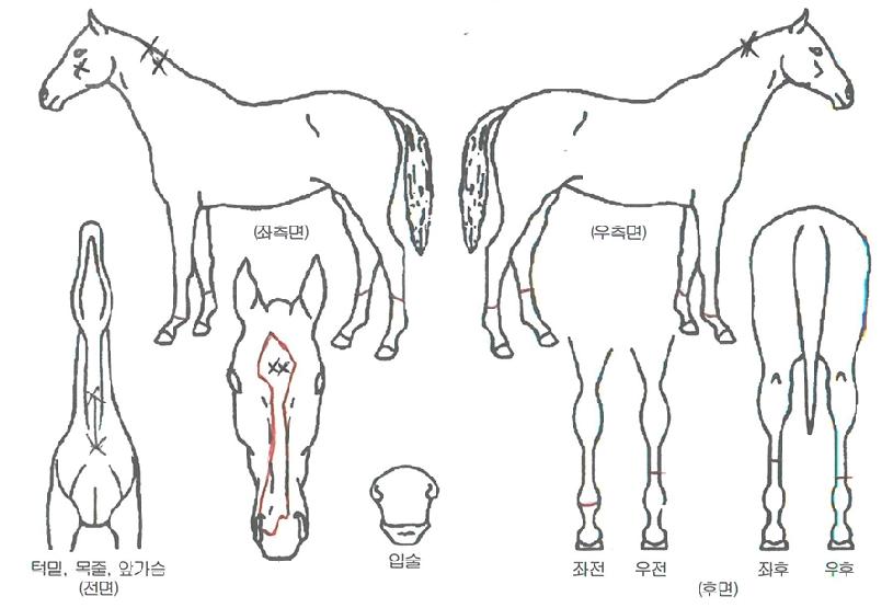 õÁöèÇÁÀÇ Ãø¸é,¿ì¸é,µÞ¸é,µÎ»ó,´Ù¸®ÀÇ Æ¯Â¡µµÇØ