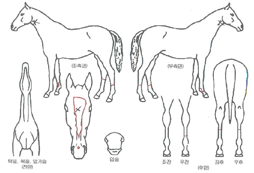 �ǿ����ϳ��� ����,���,�޸�,�λ�,�ٸ��� Ư¡����