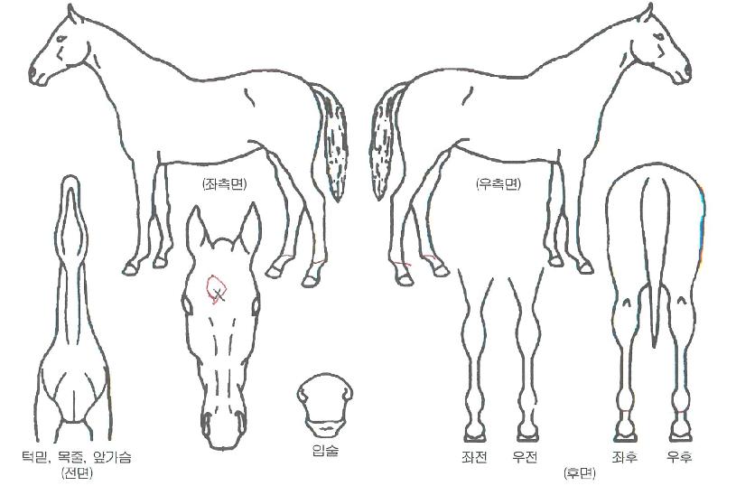 ¾ÆÅ׳×ÀÇ Ãø¸é,¿ì¸é,µÞ¸é,µÎ»ó,´Ù¸®ÀÇ Æ¯Â¡µµÇØ