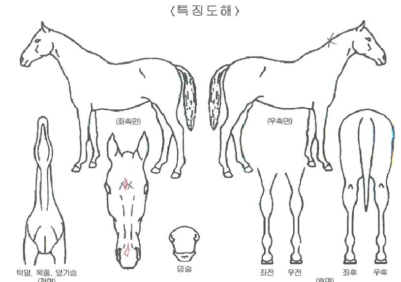 �����Ƿ������� ����,���,�޸�,�λ�,�ٸ��� Ư¡����