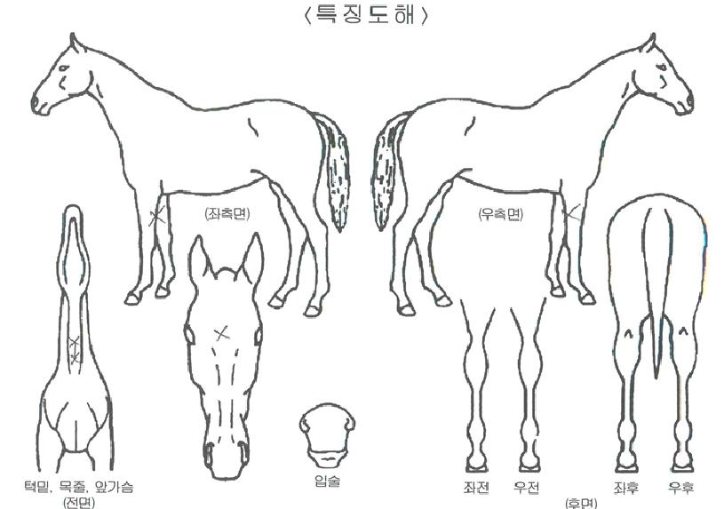 ¿£Á©ÀÚ¸¶ÀÇ Ãø¸é,¿ì¸é,µÞ¸é,µÎ»ó,´Ù¸®ÀÇ Æ¯Â¡µµÇØ