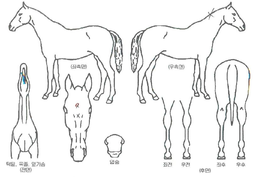 ½ºÇǵ忤¶óÀÇ Ãø¸é,¿ì¸é,µÞ¸é,µÎ»ó,´Ù¸®ÀÇ Æ¯Â¡µµÇØ