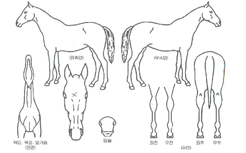 ½´ÆÛºñÀüÀÇ Ãø¸é,¿ì¸é,µÞ¸é,µÎ»ó,´Ù¸®ÀÇ Æ¯Â¡µµÇØ