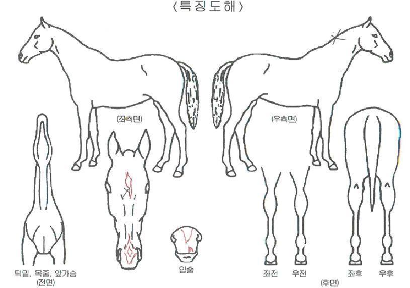 �ŵ���� ����,���,�޸�,�λ�,�ٸ��� Ư¡����