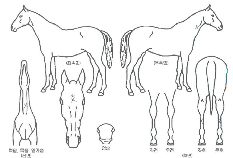 ÃÖ°¿¢¼¿·±Æ®ÀÇ Ãø¸é,¿ì¸é,µÞ¸é,µÎ»ó,´Ù¸®ÀÇ Æ¯Â¡µµÇØ