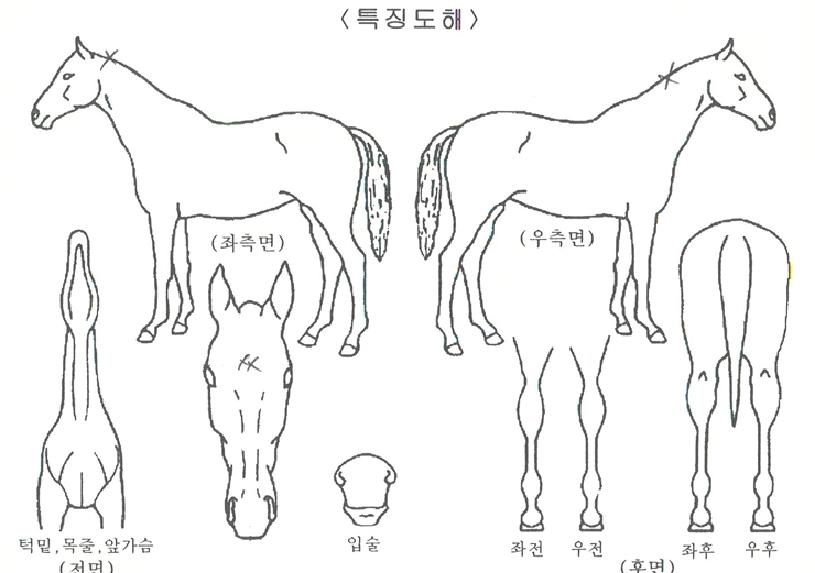 ´í½Ìµð¹ÙÀÇ Ãø¸é,¿ì¸é,µÞ¸é,µÎ»ó,´Ù¸®ÀÇ Æ¯Â¡µµÇØ