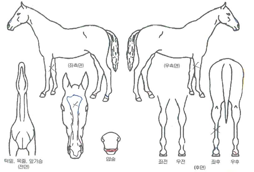 ÇØ°¡¶÷ÀÇ Ãø¸é,¿ì¸é,µÞ¸é,µÎ»ó,´Ù¸®ÀÇ Æ¯Â¡µµÇØ