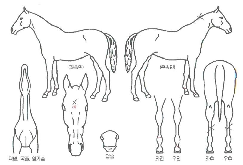 º£À̾î°ÔÀÎÀÇ Ãø¸é,¿ì¸é,µÞ¸é,µÎ»ó,´Ù¸®ÀÇ Æ¯Â¡µµÇØ