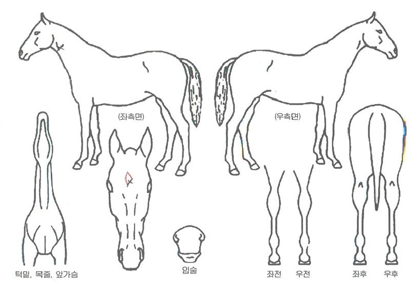 ³¯À½ÀÇ¿µÈ¥ÀÇ Ãø¸é,¿ì¸é,µÞ¸é,µÎ»ó,´Ù¸®ÀÇ Æ¯Â¡µµÇØ