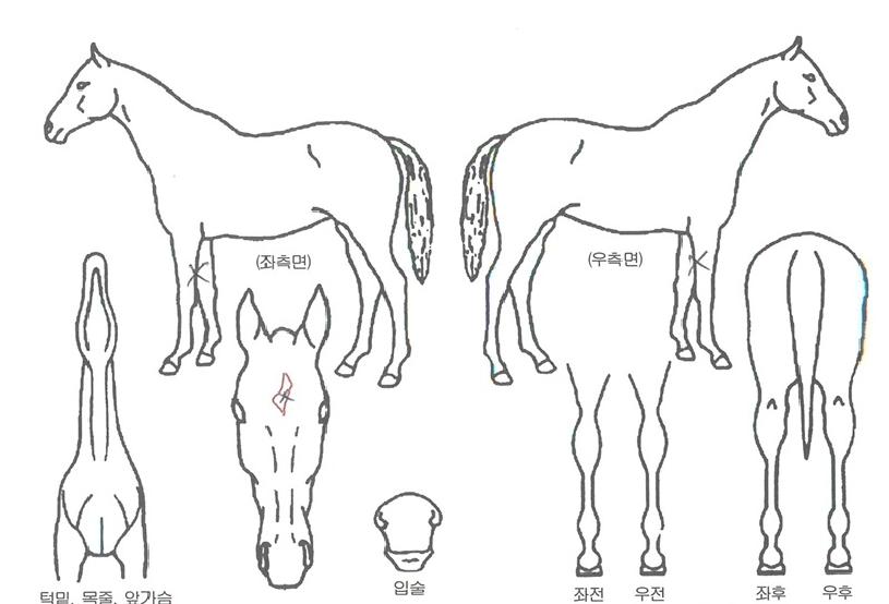 °ñµå¸ð´×ÀÇ Ãø¸é,¿ì¸é,µÞ¸é,µÎ»ó,´Ù¸®ÀÇ Æ¯Â¡µµÇØ