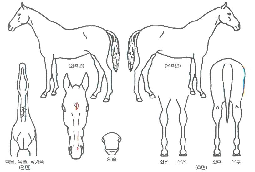 õÁö½ºÅèÀÇ Ãø¸é,¿ì¸é,µÞ¸é,µÎ»ó,´Ù¸®ÀÇ Æ¯Â¡µµÇØ