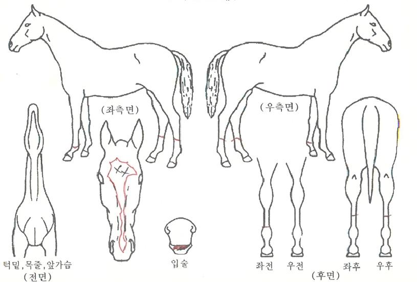 ±Ý¼ÒÈÀÇ Ãø¸é,¿ì¸é,µÞ¸é,µÎ»ó,´Ù¸®ÀÇ Æ¯Â¡µµÇØ