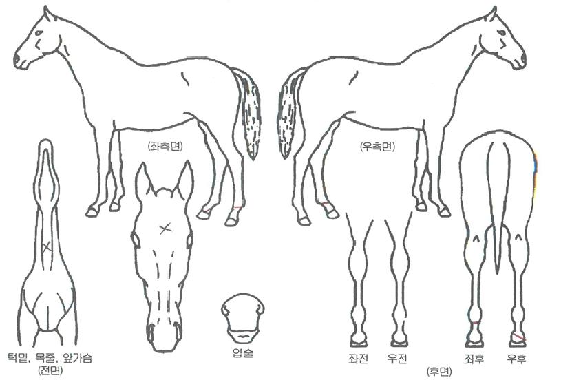 ÅäȣŷÀÇ Ãø¸é,¿ì¸é,µÞ¸é,µÎ»ó,´Ù¸®ÀÇ Æ¯Â¡µµÇØ
