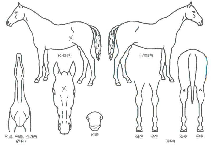 �ݼ��� ����,���,�޸�,�λ�,�ٸ��� Ư¡����