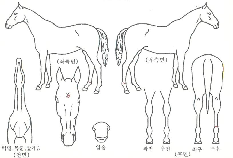 õ��ȣ���� ����,���,�޸�,�λ�,�ٸ��� Ư¡����