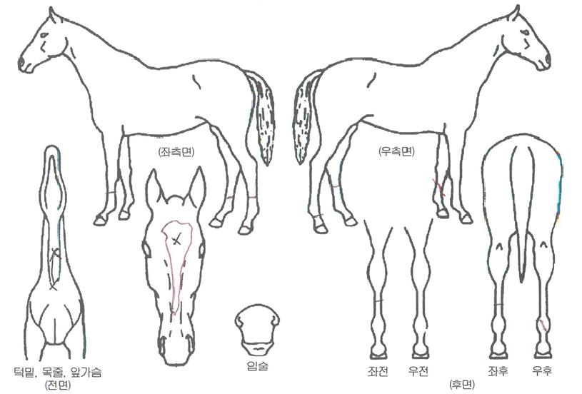 ��ġ����ũ�ڸ��� ����,���,�޸�,�λ�,�ٸ��� Ư¡����