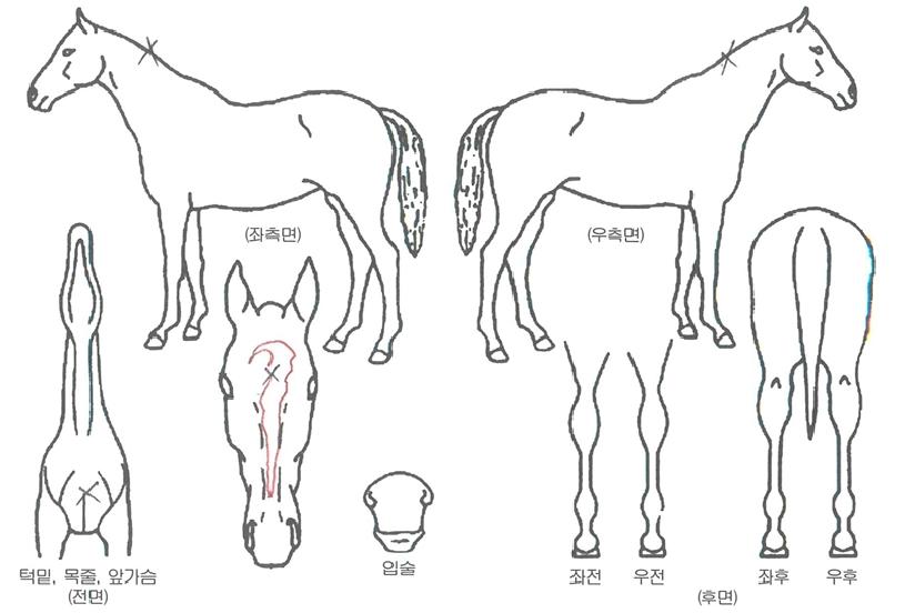 ������ ����,���,�޸�,�λ�,�ٸ��� Ư¡����