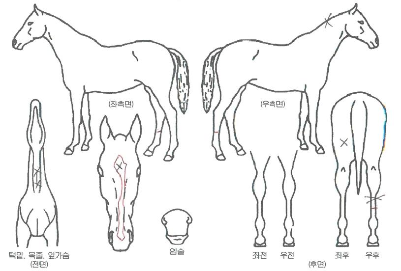 �˷��� ����,���,�޸�,�λ�,�ٸ��� Ư¡����