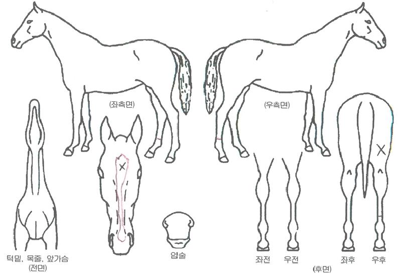 ����������� ����,���,�޸�,�λ�,�ٸ��� Ư¡����