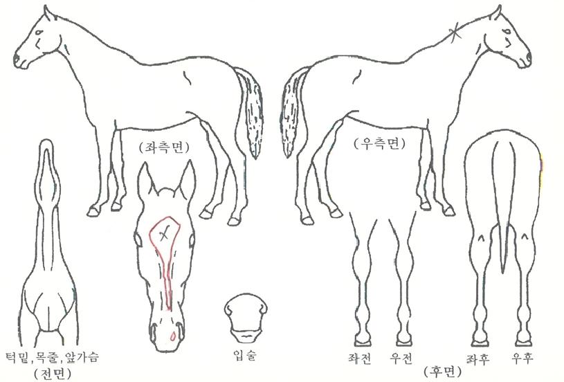 �ο��帲�� ����,���,�޸�,�λ�,�ٸ��� Ư¡����