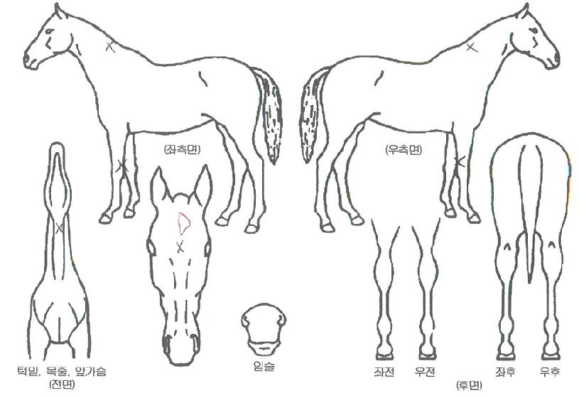 ³¶¸¸ÁúÁÖÀÚ¸¶ÀÇ Ãø¸é,¿ì¸é,µÞ¸é,µÎ»ó,´Ù¸®ÀÇ Æ¯Â¡µµÇØ
