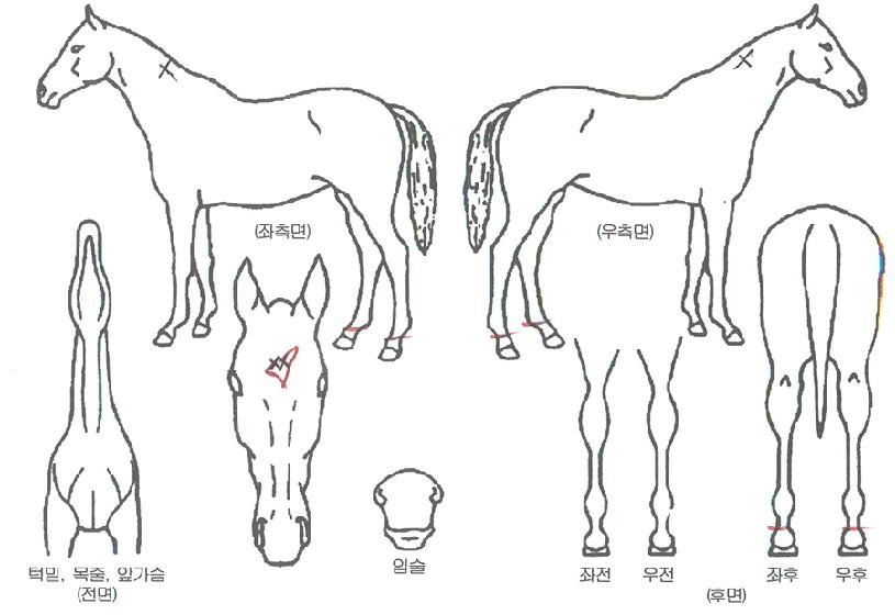 ´ÙÀ̳ª¹Í¹ÙºñÀÚ¸¶ÀÇ Ãø¸é,¿ì¸é,µÞ¸é,µÎ»ó,´Ù¸®ÀÇ Æ¯Â¡µµÇØ