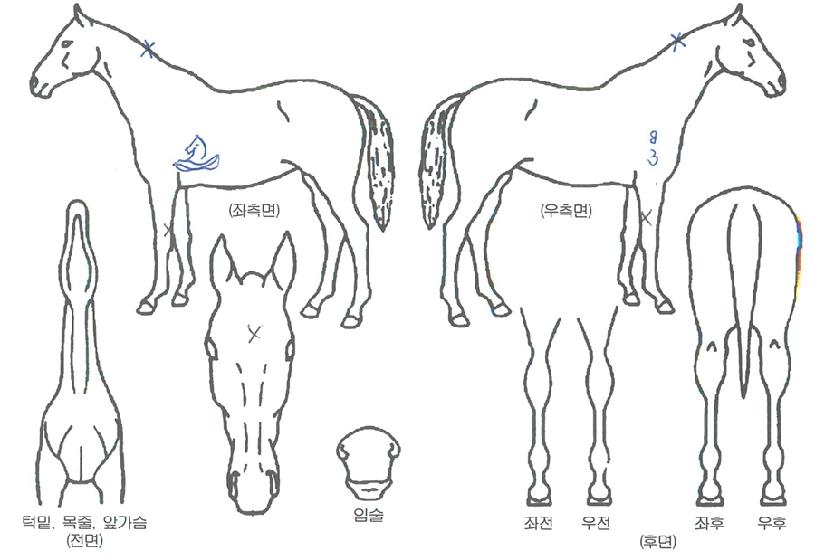 Á¦³ªµÎÀÇ Ãø¸é,¿ì¸é,µÞ¸é,µÎ»ó,´Ù¸®ÀÇ Æ¯Â¡µµÇØ