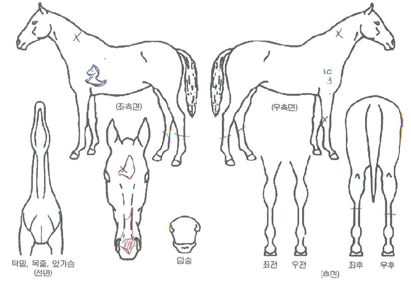 �´ϰ��� ����,���,�޸�,�λ�,�ٸ��� Ư¡����