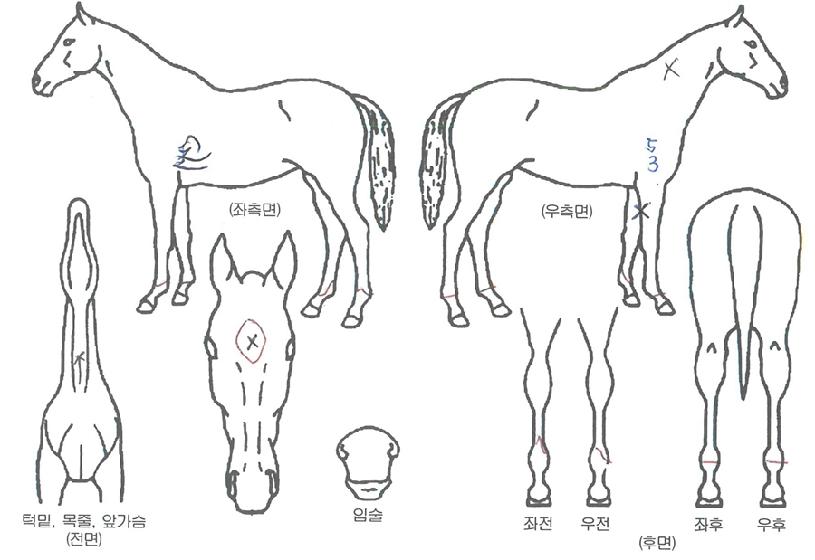 ¼Û¾Ï°ÀÚÀÇ Ãø¸é,¿ì¸é,µÞ¸é,µÎ»ó,´Ù¸®ÀÇ Æ¯Â¡µµÇØ