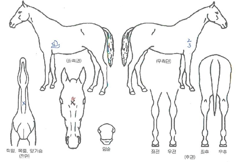 ���Ǹ��� ����,���,�޸�,�λ�,�ٸ��� Ư¡����