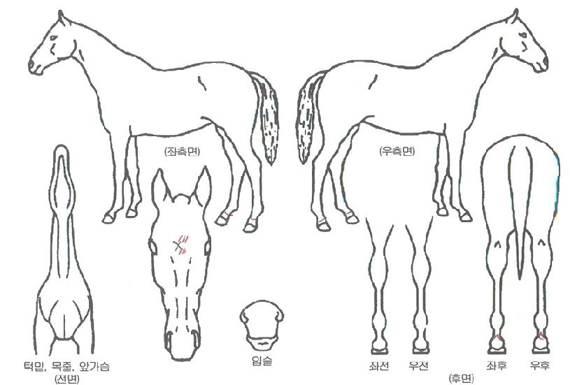 ��̹����ڸ��� ����,���,�޸�,�λ�,�ٸ��� Ư¡����