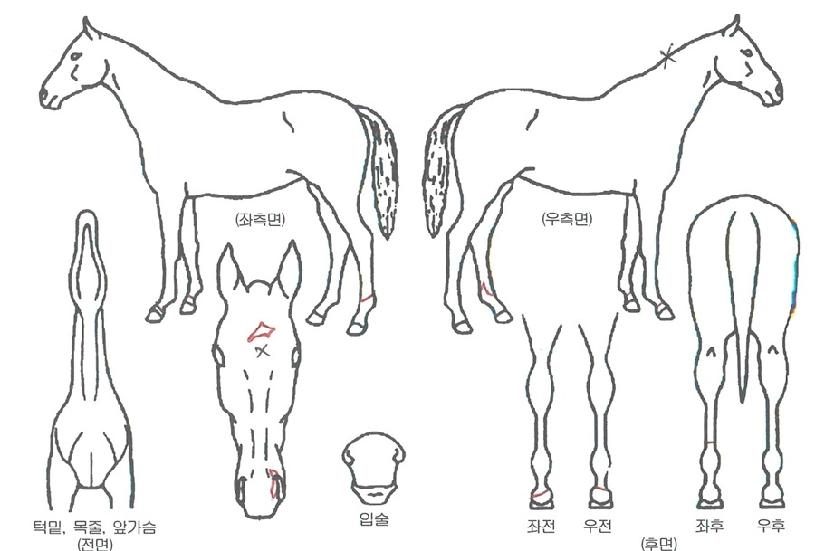 �ľִ��ڸ��� ����,���,�޸�,�λ�,�ٸ��� Ư¡����