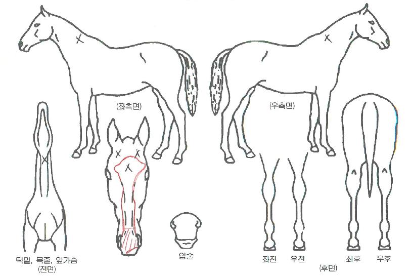 ��ī�̷����� ����,���,�޸�,�λ�,�ٸ��� Ư¡����