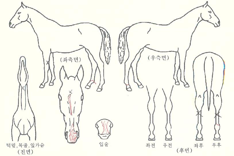 ÇìÀϷιöµåÀÇ Ãø¸é,¿ì¸é,µÞ¸é,µÎ»ó,´Ù¸®ÀÇ Æ¯Â¡µµÇØ