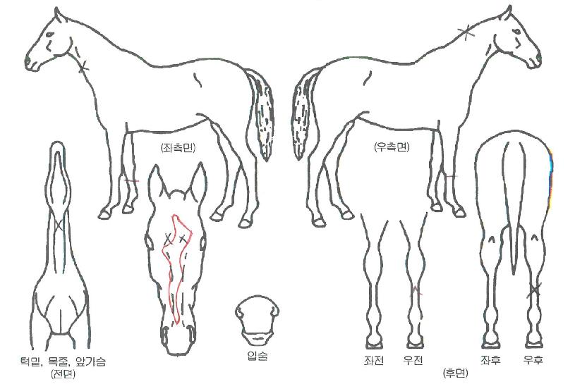 ���帲�� ����,���,�޸�,�λ�,�ٸ��� Ư¡����