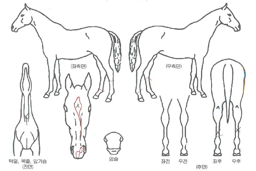 °í´Ü¼öÀÇ Ãø¸é,¿ì¸é,µÞ¸é,µÎ»ó,´Ù¸®ÀÇ Æ¯Â¡µµÇØ