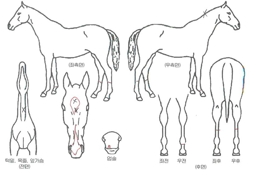 ¿¡À̽º¸ÇÀÇ Ãø¸é,¿ì¸é,µÞ¸é,µÎ»ó,´Ù¸®ÀÇ Æ¯Â¡µµÇØ