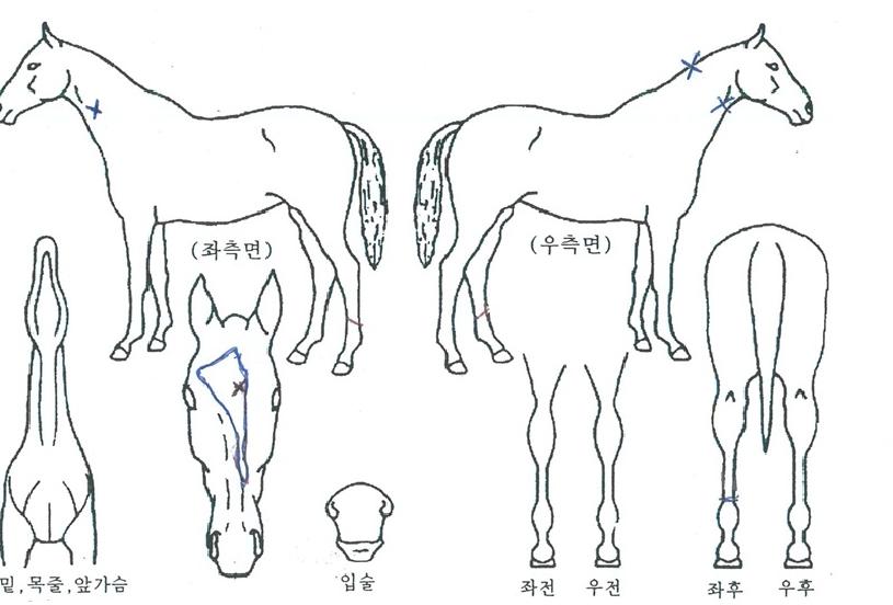 ä����Ƽ�� ����,���,�޸�,�λ�,�ٸ��� Ư¡����