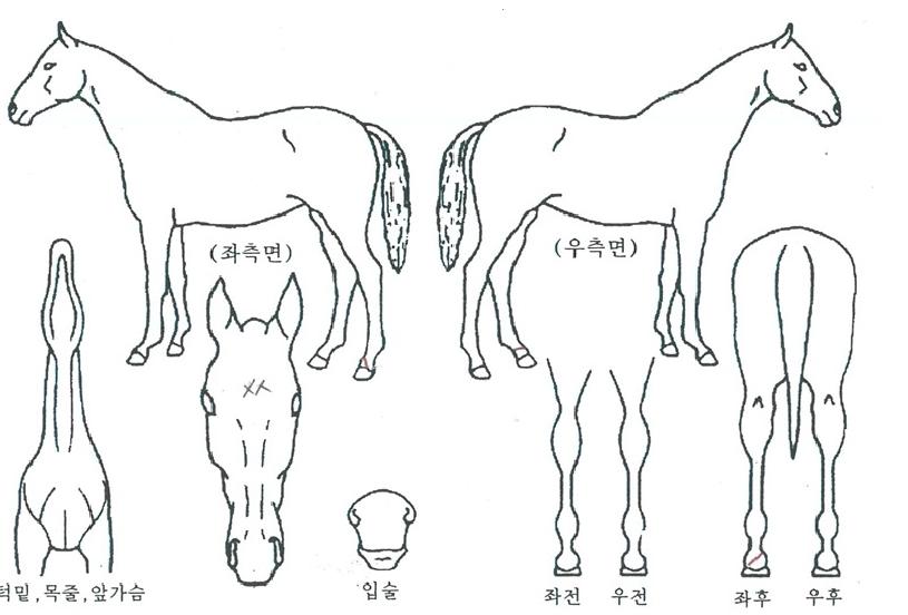 �κ�è���� ����,���,�޸�,�λ�,�ٸ��� Ư¡����