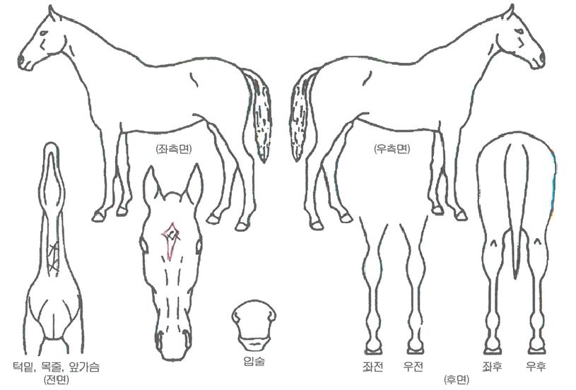 �ݰ�� ����,���,�޸�,�λ�,�ٸ��� Ư¡����