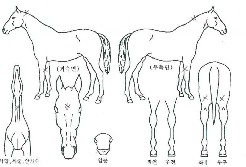 ȲÁ¦ÀÇź»ýÀÇ Ãø¸é,¿ì¸é,µÞ¸é,µÎ»ó,´Ù¸®ÀÇ Æ¯Â¡µµÇØ