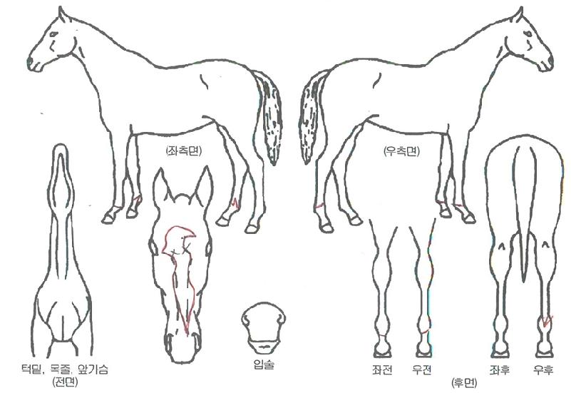 Çà¿îµå¸²ÀÇ Ãø¸é,¿ì¸é,µÞ¸é,µÎ»ó,´Ù¸®ÀÇ Æ¯Â¡µµÇØ