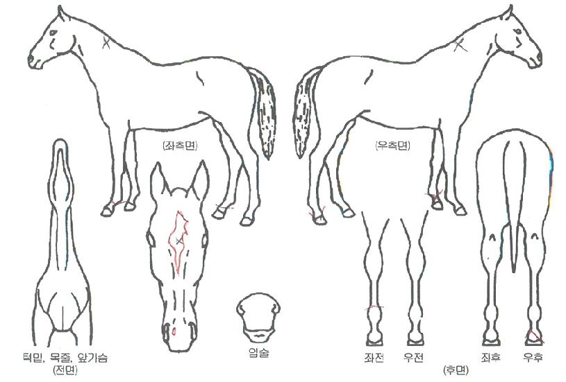 ºê·ÒÁÖ¸®ÀÇ Ãø¸é,¿ì¸é,µÞ¸é,µÎ»ó,´Ù¸®ÀÇ Æ¯Â¡µµÇØ