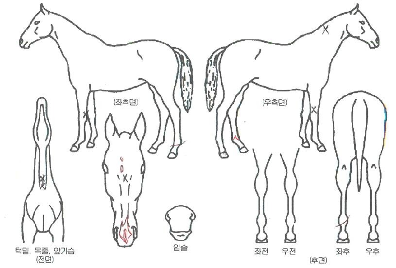 ½ÃÅ©¸´ºòÅ丮ÀÇ Ãø¸é,¿ì¸é,µÞ¸é,µÎ»ó,´Ù¸®ÀÇ Æ¯Â¡µµÇØ