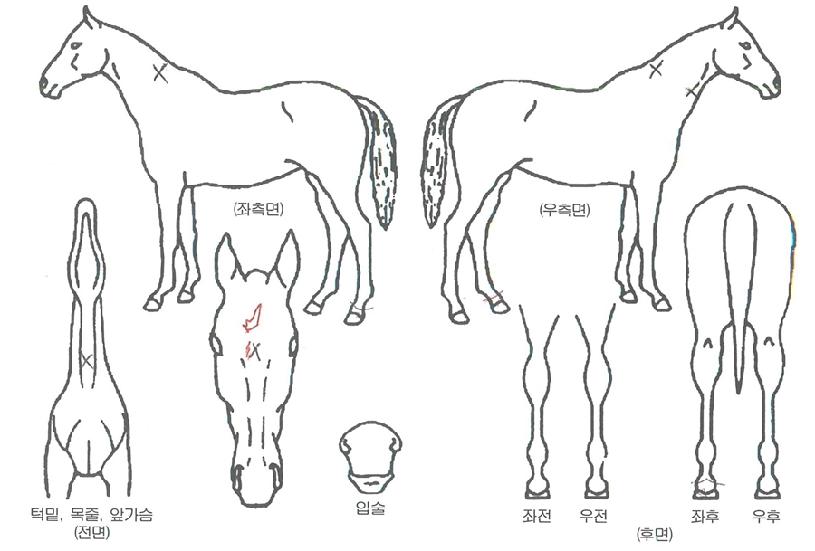 ºñÄ«¹ÌÀÎÀÇ Ãø¸é,¿ì¸é,µÞ¸é,µÎ»ó,´Ù¸®ÀÇ Æ¯Â¡µµÇØ